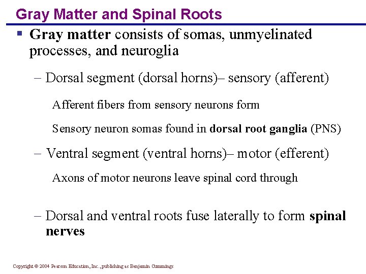 Gray Matter and Spinal Roots § Gray matter consists of somas, unmyelinated processes, and