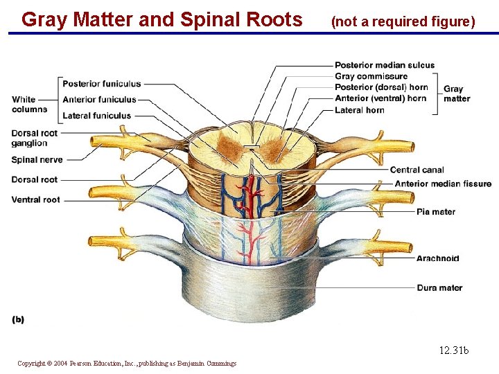 Gray Matter and Spinal Roots (not a required figure) 12. 31 b Figure 12.