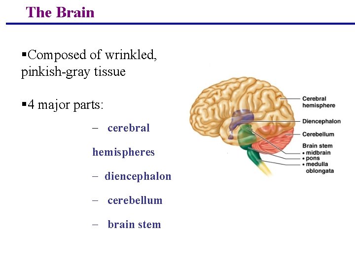 The Brain §Composed of wrinkled, pinkish-gray tissue § 4 major parts: - cerebral hemispheres