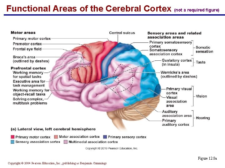 Functional Areas of the Cerebral Cortex (not a required figure) Figure 12. 8 a