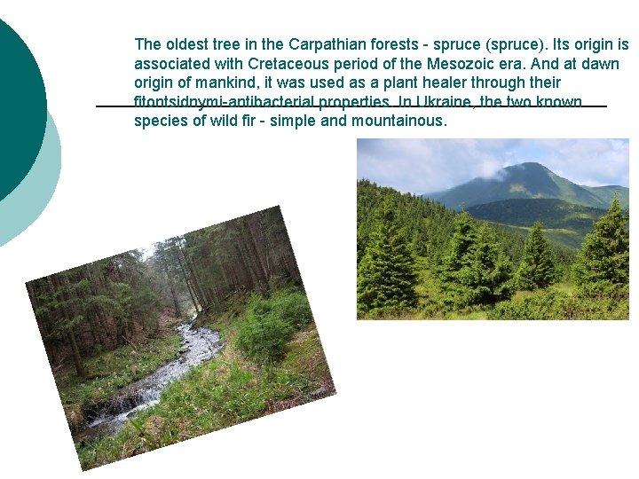 The oldest tree in the Carpathian forests - spruce (spruce). Its origin is associated