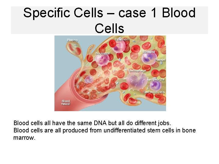 Specific Cells – case 1 Blood Cells Blood cells all have the same DNA