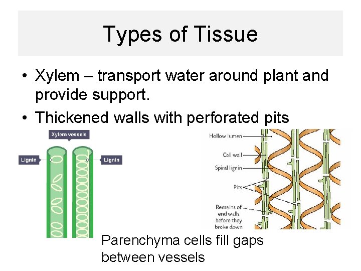 Types of Tissue • Xylem – transport water around plant and provide support. •