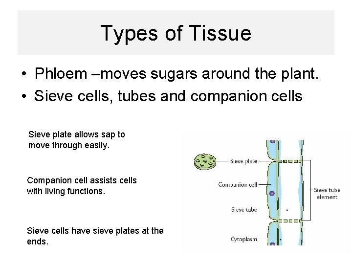 Types of Tissue • Phloem –moves sugars around the plant. • Sieve cells, tubes