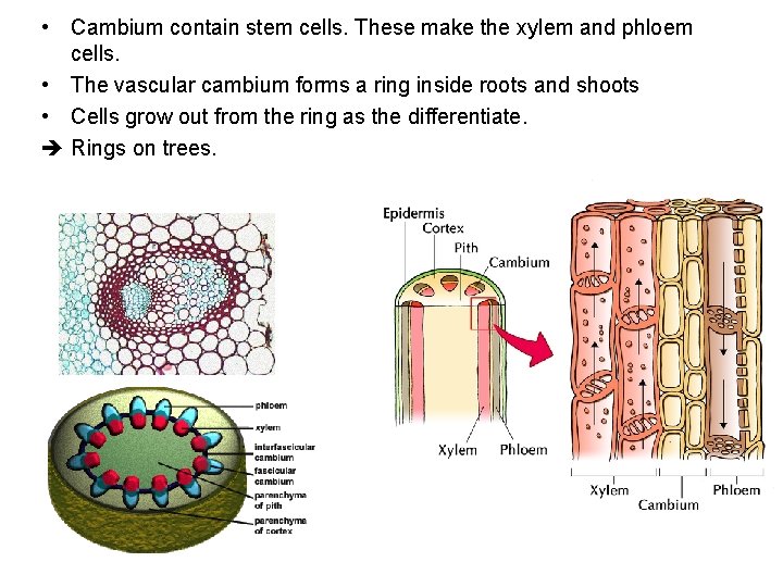 • Cambium contain stem cells. These make the xylem and phloem cells. •