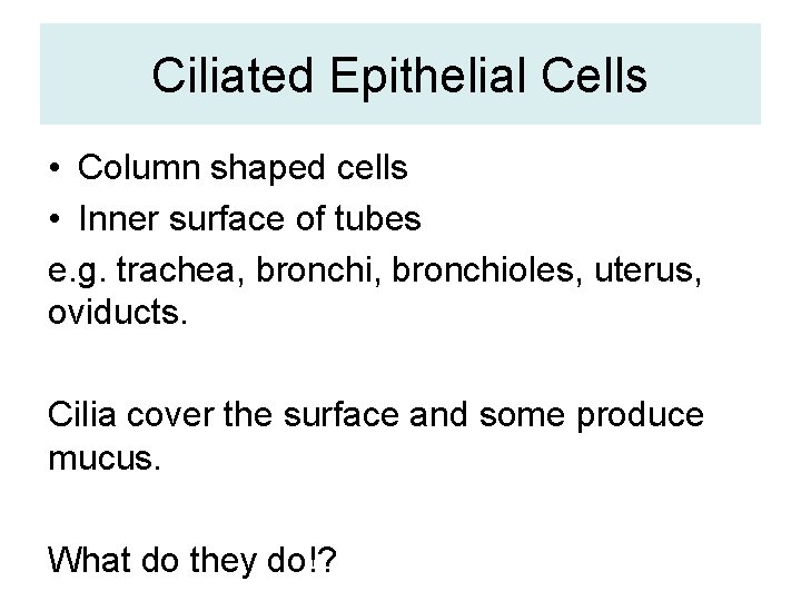 Ciliated Epithelial Cells • Column shaped cells • Inner surface of tubes e. g.