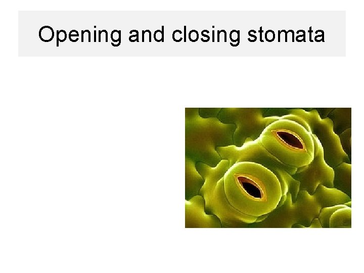 Opening and closing stomata 