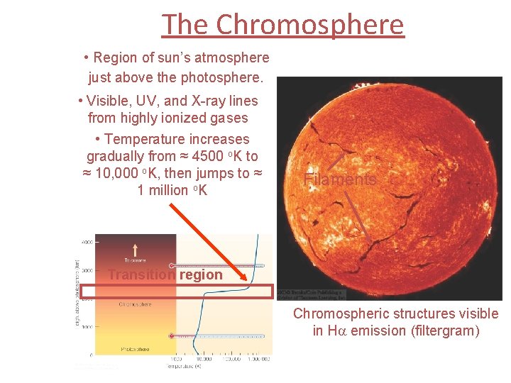 The Chromosphere • Region of sun’s atmosphere just above the photosphere. • Visible, UV,