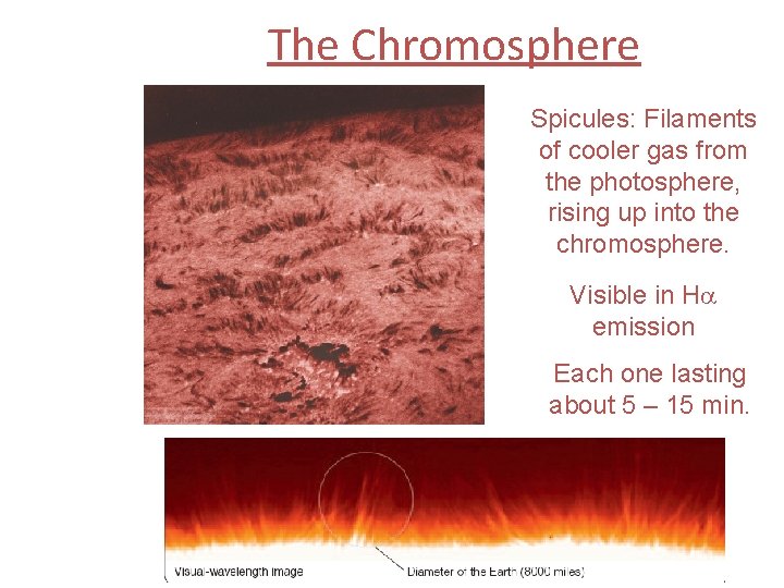 The Chromosphere Spicules: Filaments of cooler gas from the photosphere, rising up into the