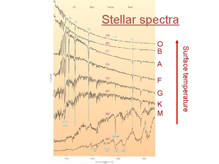 Stellar spectra A F G K M Surface temperature O B 
