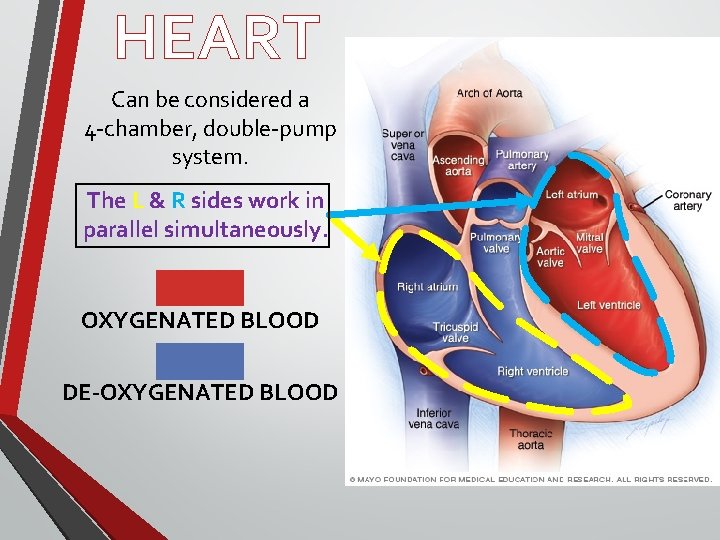 HEART Can be considered a 4 -chamber, double-pump system. The L & R sides