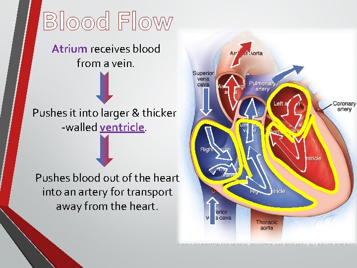 Blood Flow Atrium receives blood from a vein. Pushes it into larger & thicker