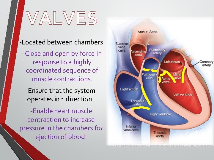VALVES -Located between chambers. -Close and open by force in response to a highly