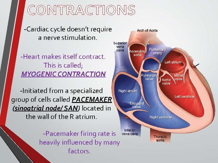 CONTRACTIONS -Cardiac cycle doesn’t require a nerve stimulation. -Heart makes itself contract. This is