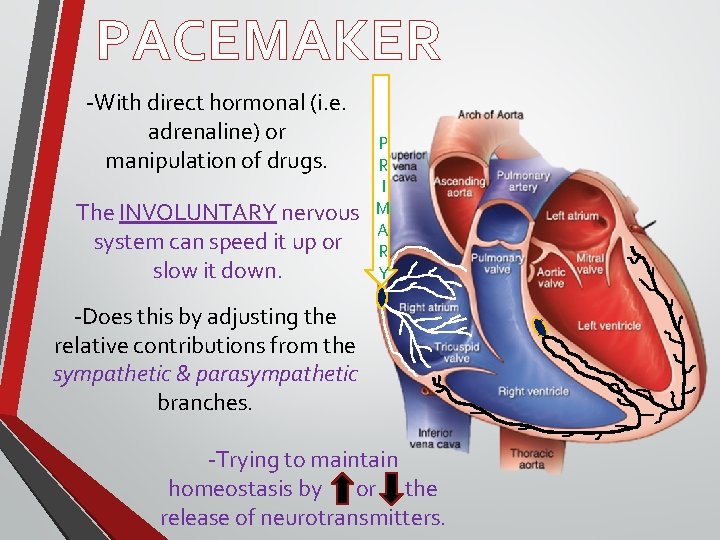PACEMAKER -With direct hormonal (i. e. adrenaline) or manipulation of drugs. The INVOLUNTARY nervous