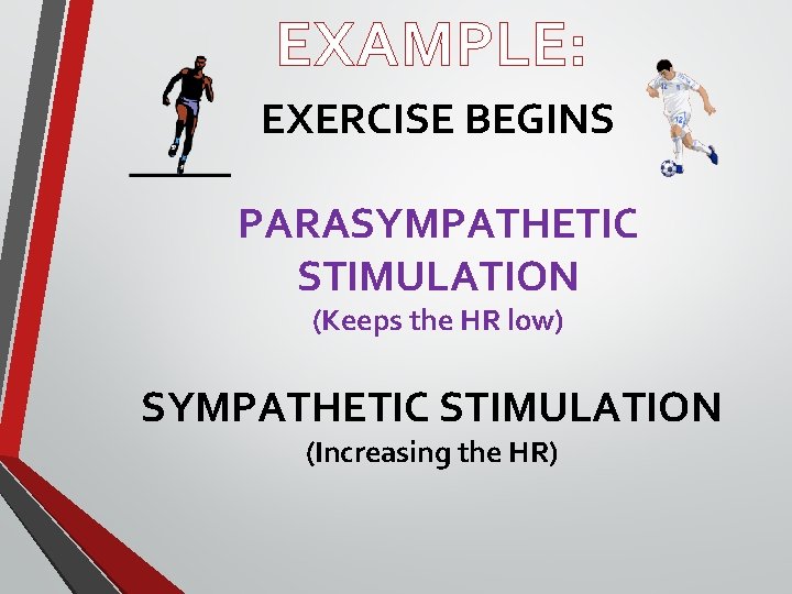 EXAMPLE: EXERCISE BEGINS PARASYMPATHETIC STIMULATION (Keeps the HR low) SYMPATHETIC STIMULATION (Increasing the HR)
