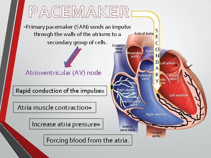 PACEMAKER -Primary pacemaker (SAN) sends an impulse through the walls of the atriums to