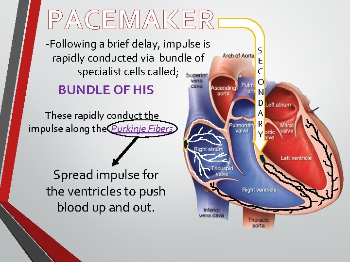 PACEMAKER -Following a brief delay, impulse is rapidly conducted via bundle of specialist cells