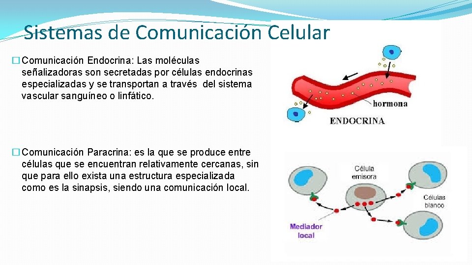Seales Celulares Objetivo Planteado Nuestro objetivo general en