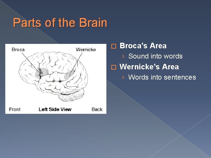 Parts of the Brain � Broca’s Area › Sound into words � Wernicke’s Area
