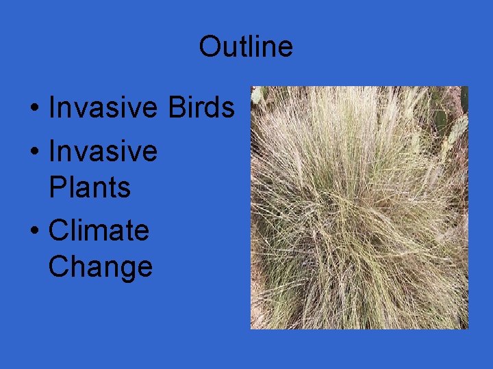 Outline • Invasive Birds • Invasive Plants • Climate Change 