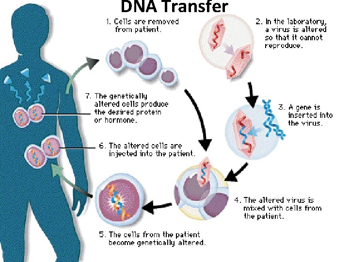 DNA Transfer 