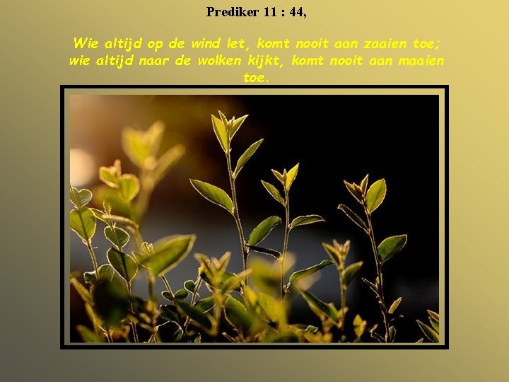 Prediker 11 : 44, Wie altijd op de wind let, komt nooit aan zaaien