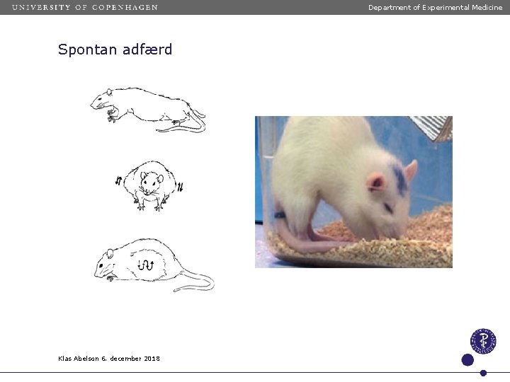 Department of Experimental Medicine Spontan adfærd Klas Abelson 6. december 2018 