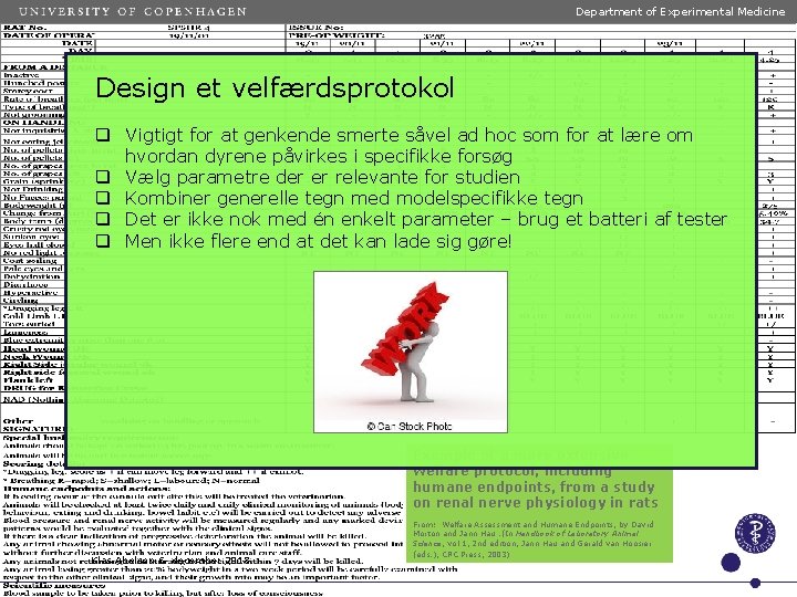 Department of Experimental Medicine Design et velfærdsprotokol q Vigtigt for at genkende smerte såvel