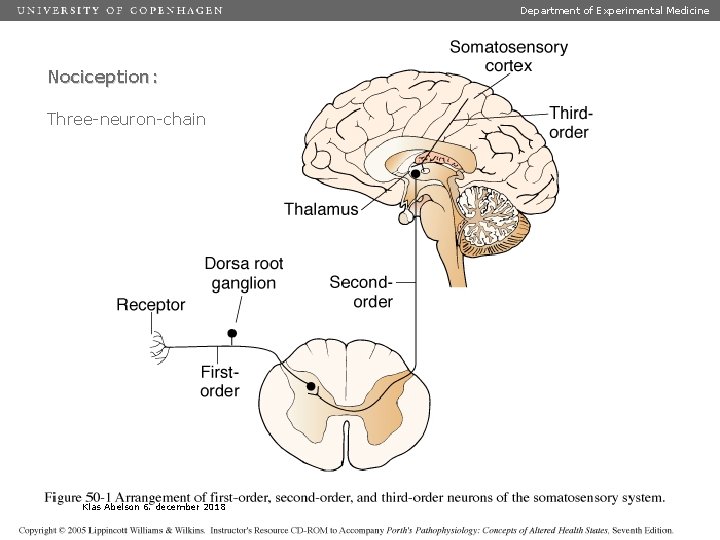 Department of Experimental Medicine Nociception: Three-neuron-chain Klas Abelson 6. december 2018 