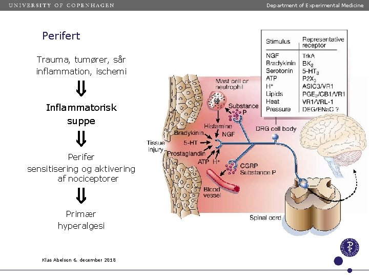 Department of Experimental Medicine Perifert Trauma, tumører, sår inflammation, ischemi Inflammatorisk suppe Perifer sensitisering