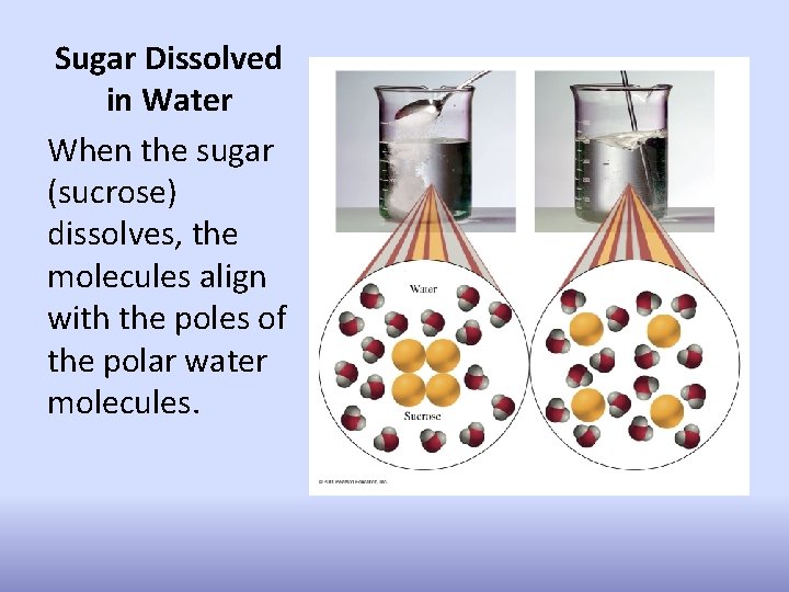 Sugar Dissolved in Water When the sugar (sucrose) dissolves, the molecules align with the