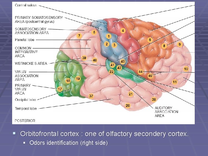 § Orbitofrontal cortex : one of olfactory secondery cortex. § Odors identification (right side)