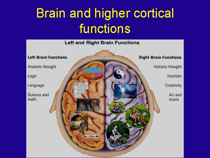 Brain and higher cortical functions 