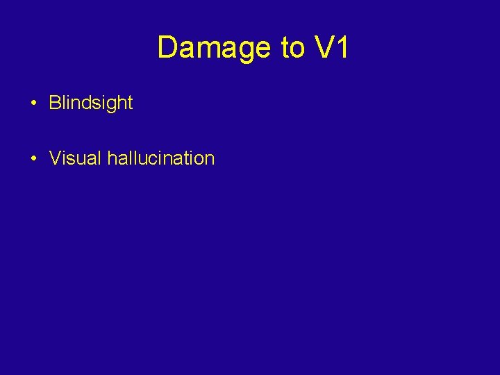 Damage to V 1 • Blindsight • Visual hallucination 