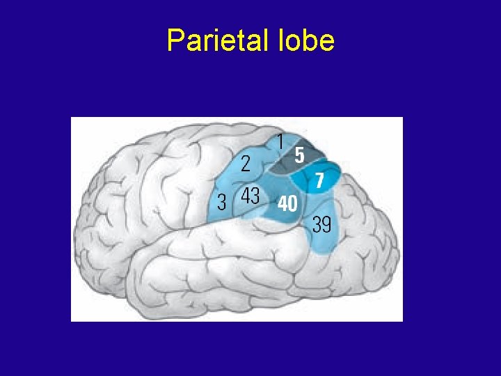 Parietal lobe 