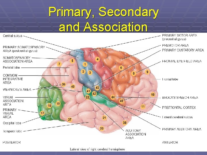 Primary, Secondary and Association 