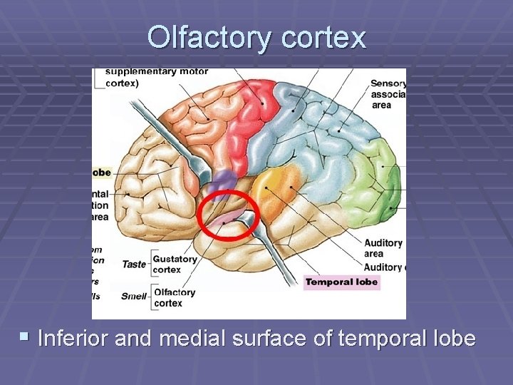Olfactory cortex § Inferior and medial surface of temporal lobe 