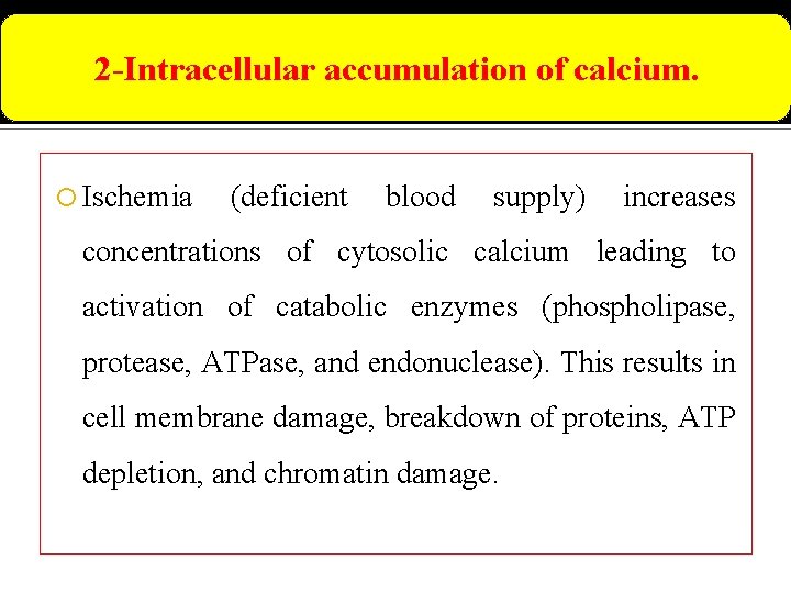 2 -Intracellular accumulation of calcium. Ischemia (deficient blood supply) increases concentrations of cytosolic calcium