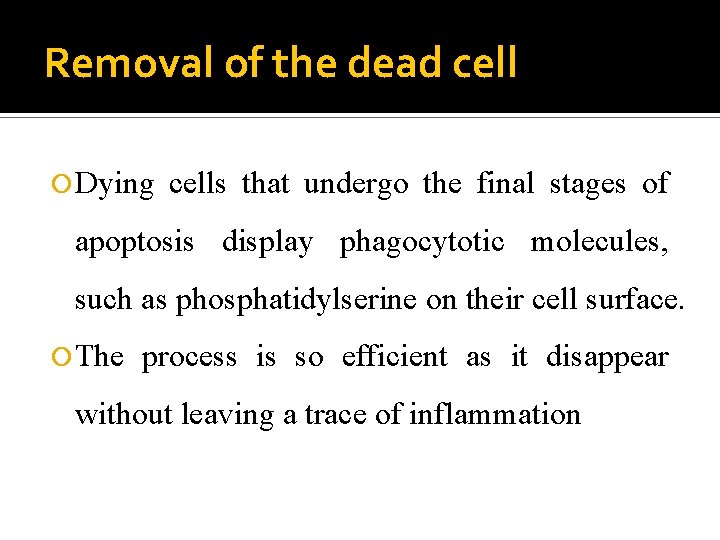 Removal of the dead cell Dying cells that undergo the final stages of apoptosis