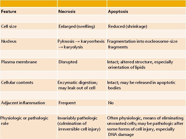 Feature Necrosis Apoptosis Cell size Enlarged (swelling) Reduced (shrinkage) Nucleus Pyknosis → karyorrhexis Fragmentation