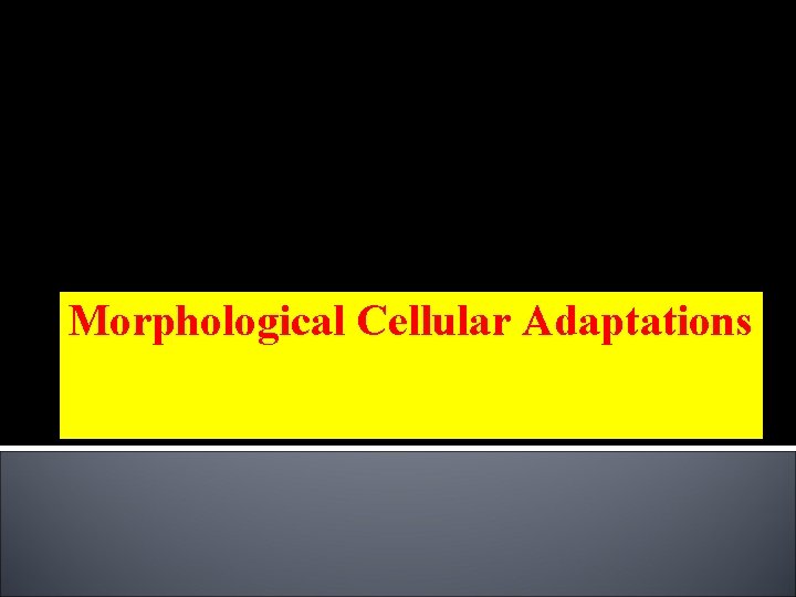 Morphological Cellular Adaptations 