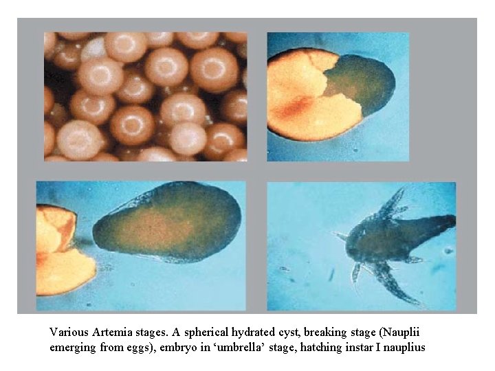 Various Artemia stages. A spherical hydrated cyst, breaking stage (Nauplii emerging from eggs), embryo