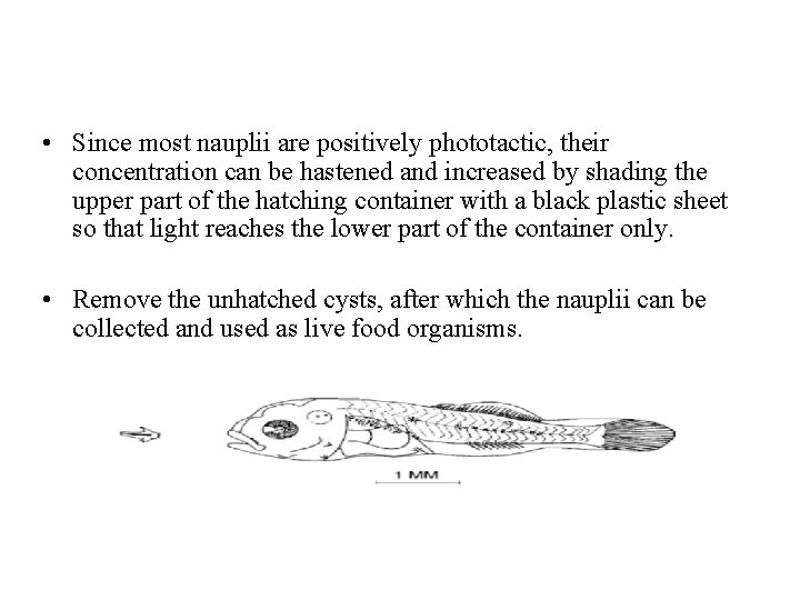  • Since most nauplii are positively phototactic, their concentration can be hastened and