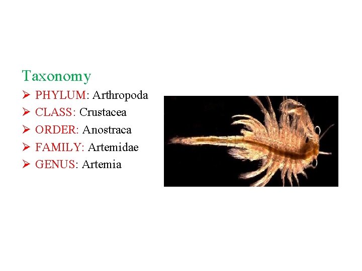 Taxonomy Ø Ø Ø PHYLUM: Arthropoda CLASS: Crustacea ORDER: Anostraca FAMILY: Artemidae GENUS: Artemia