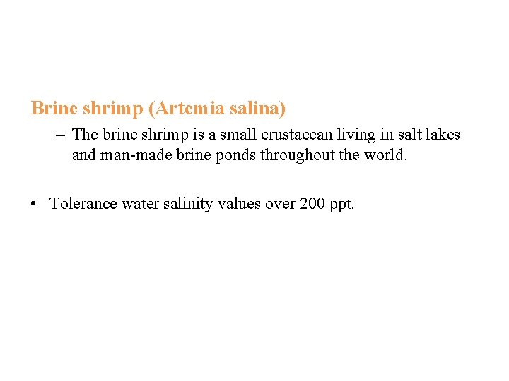 Brine shrimp (Artemia salina) – The brine shrimp is a small crustacean living in