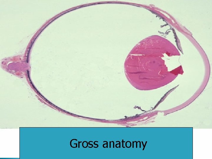 Gross anatomy 2 