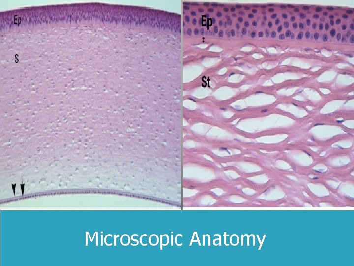 Microscopic Anatomy 3 