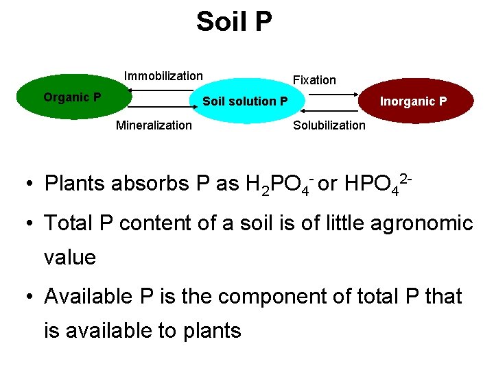 Soil P Immobilization Organic P Fixation Soil solution P Mineralization Inorganic P Solubilization •