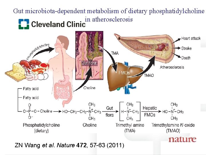 Gut microbiota-dependent metabolism of dietary phosphatidylcholine in atherosclerosis ZN Wang et al. Nature 472,